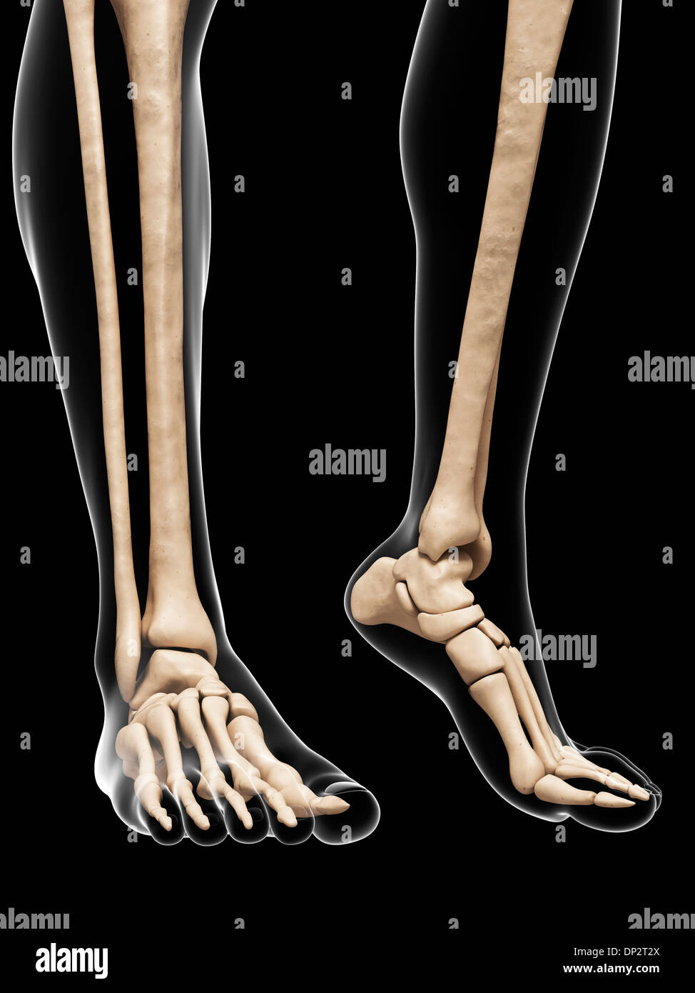 Bones of the feet, artwork Stock Photo