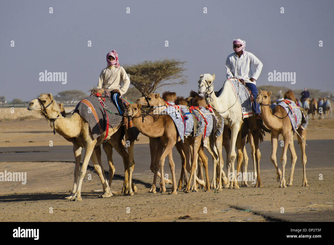 Racing camels and trainers at Al-Malagit racetrack, Abu Dhabi, UAE Stock Photo