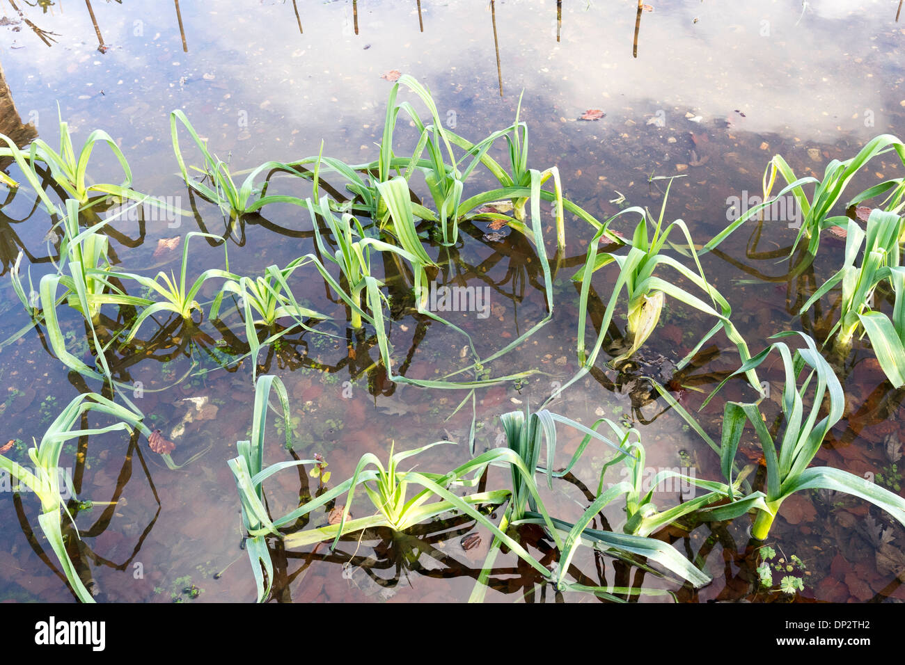 Leeks standing in flood water in a UK garden Stock Photo