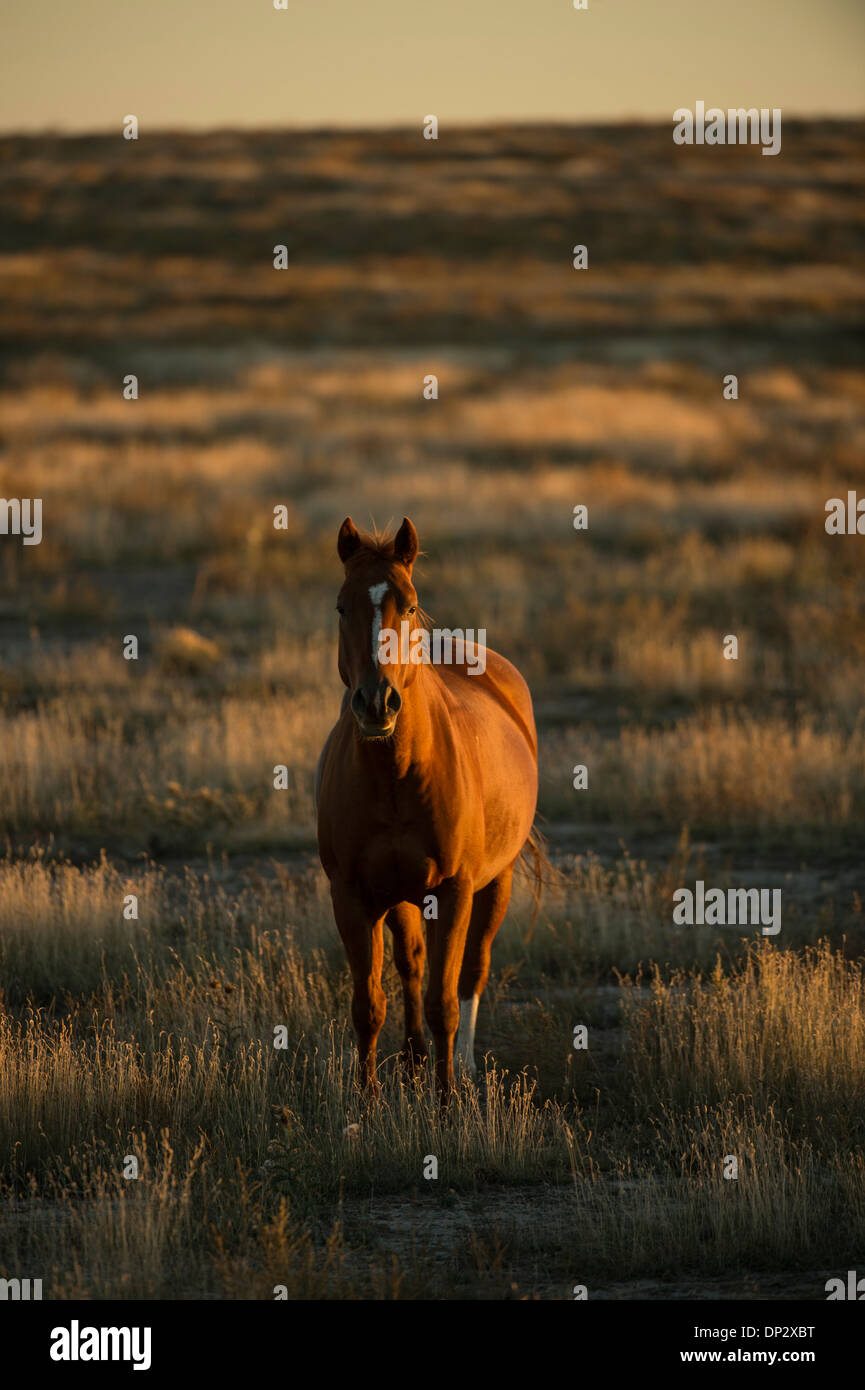 Lone horse galloping in a field at sunset Stock Photo