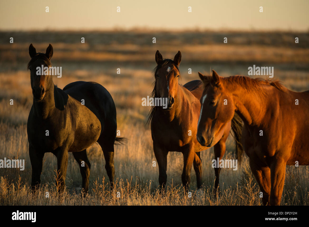Three horses in a field at sunset Stock Photo