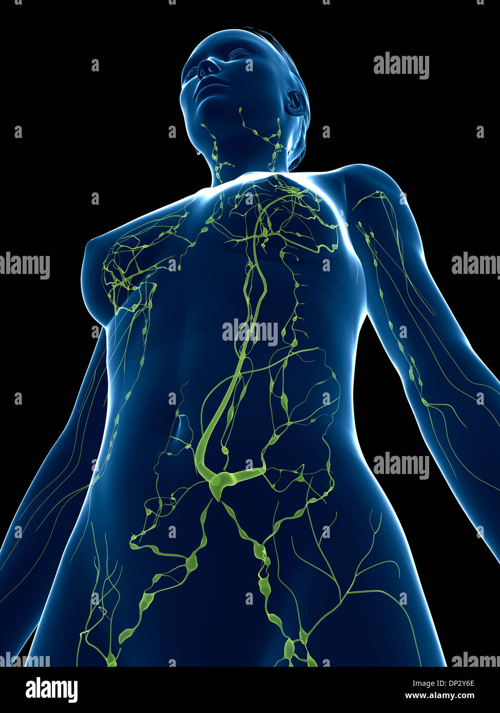 Female lymphatic system, artwork Stock Photo Alamy