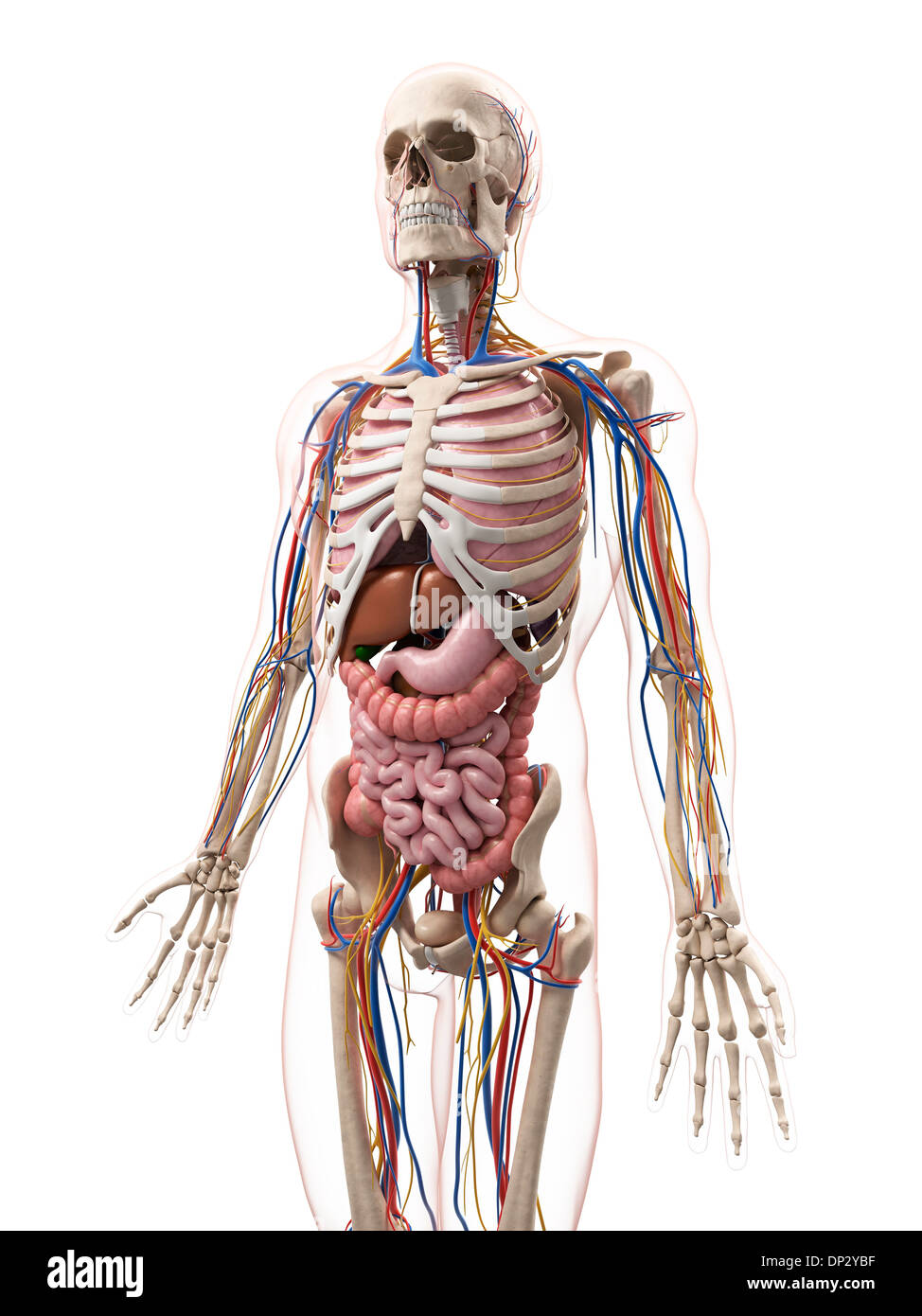 Male anatomy, artwork Stock Photo - Alamy