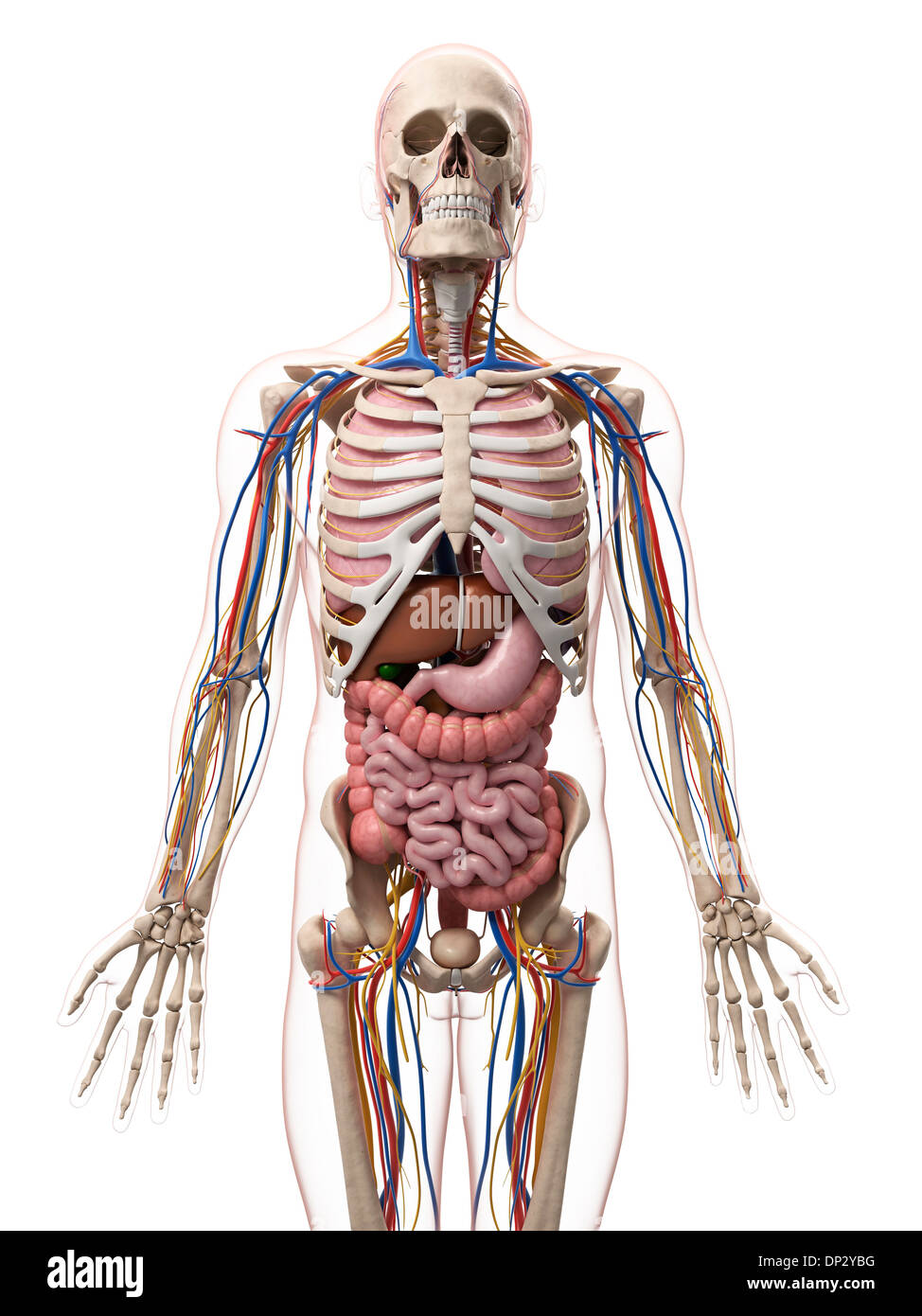 Male anatomy, artwork Stock Photo - Alamy