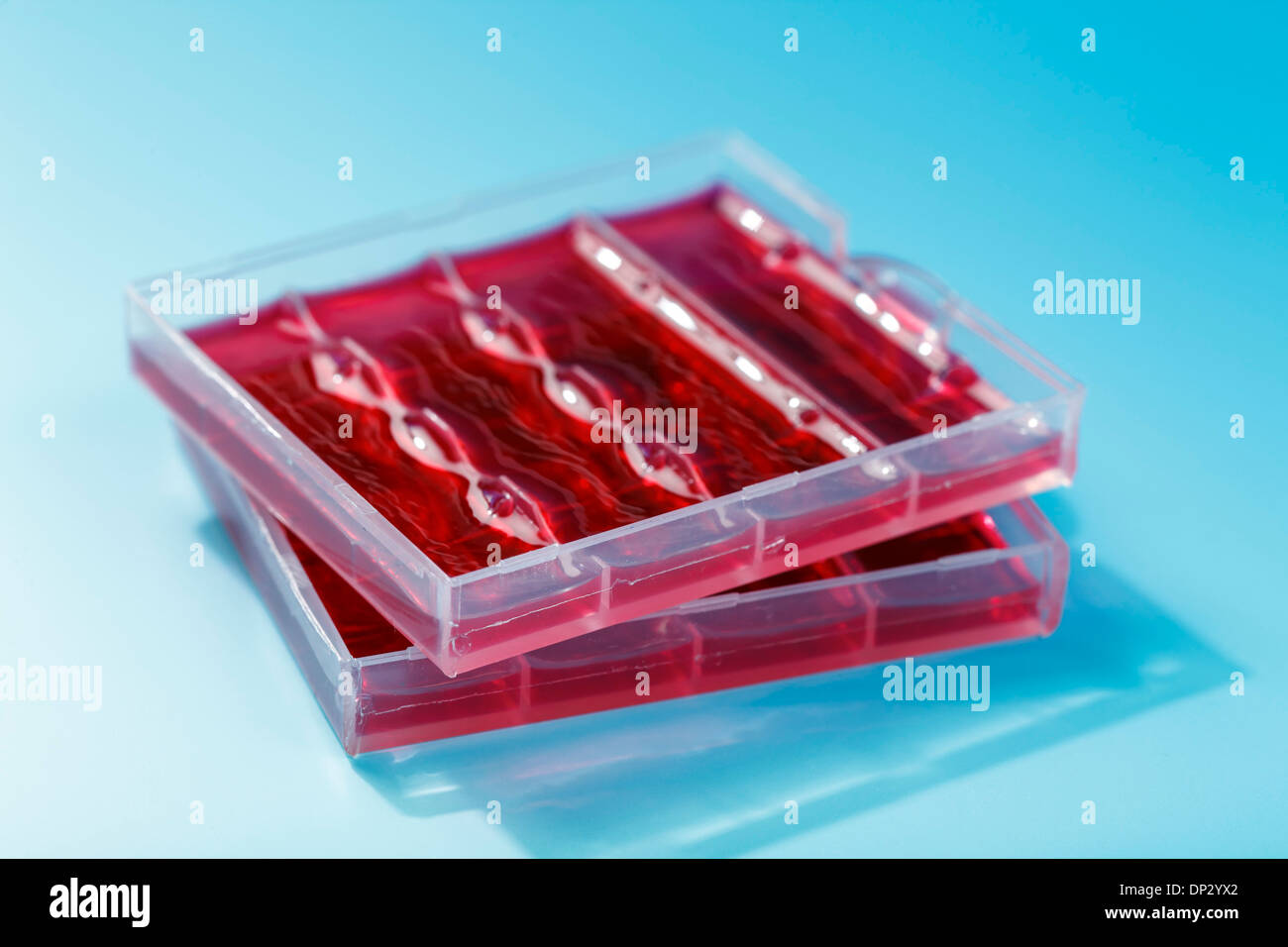 Stem cell sample Stock Photo