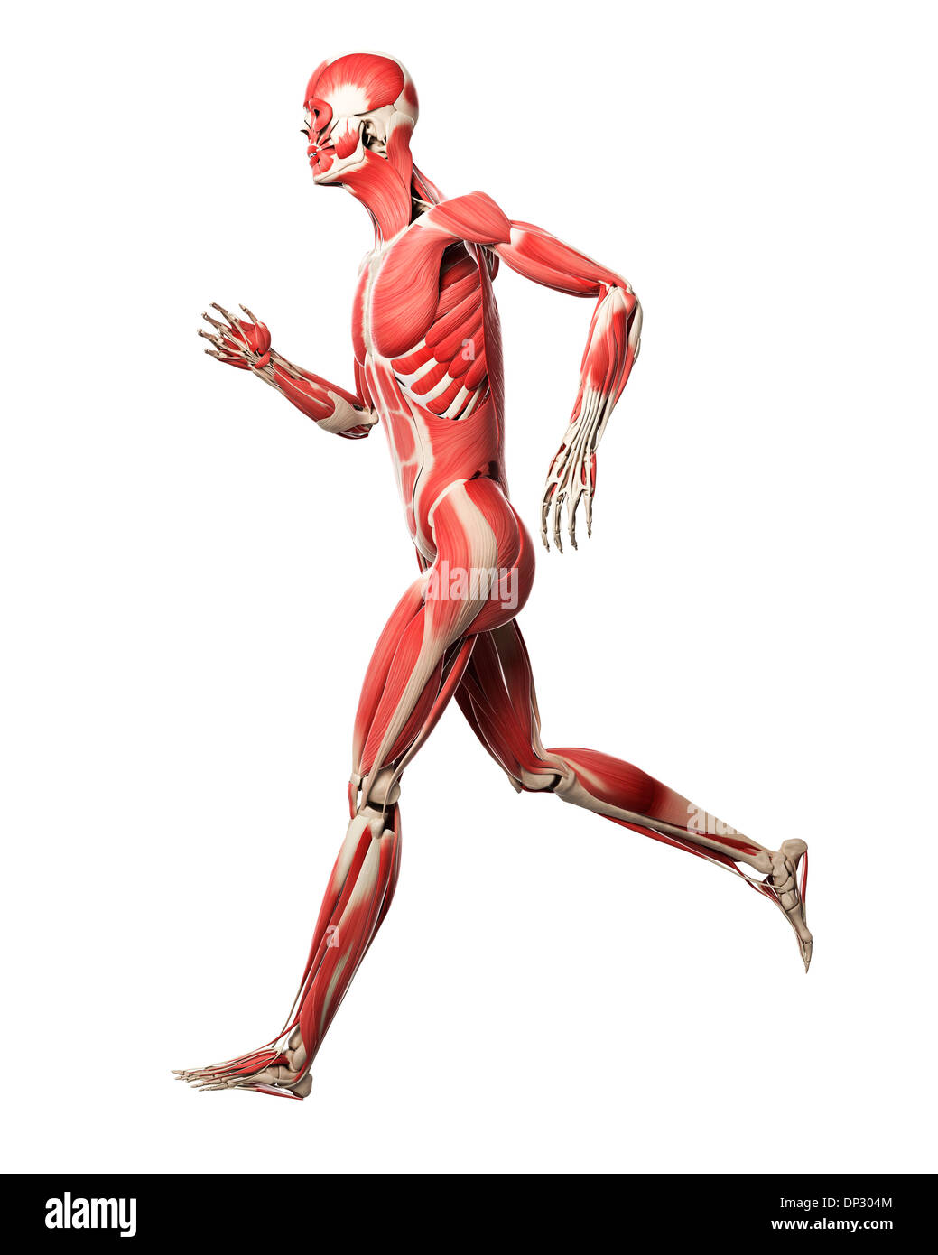 Full body muscles anatomy hires stock photography and images Alamy