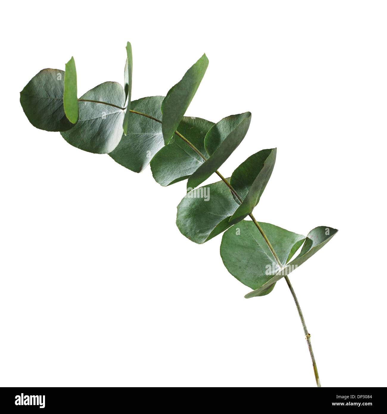 Eucalyptus sp leaves Stock Photo