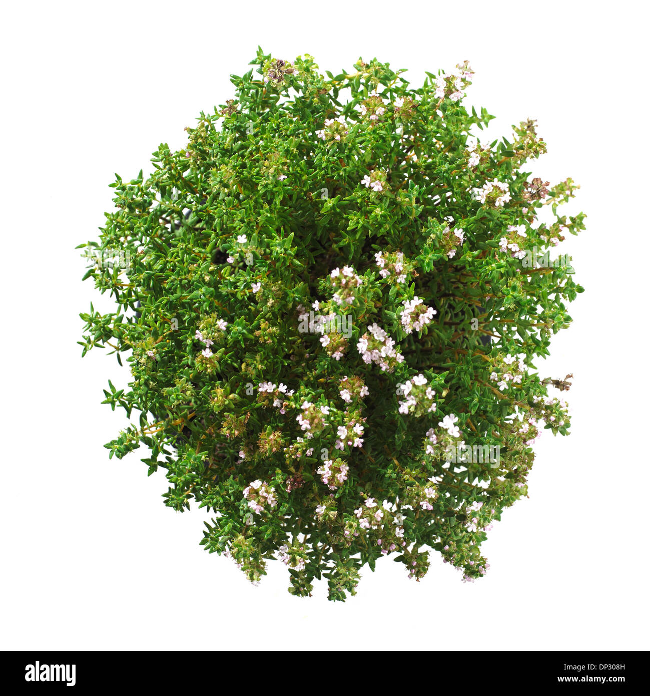Thyme Thymus vulgaris plant Stock Photo