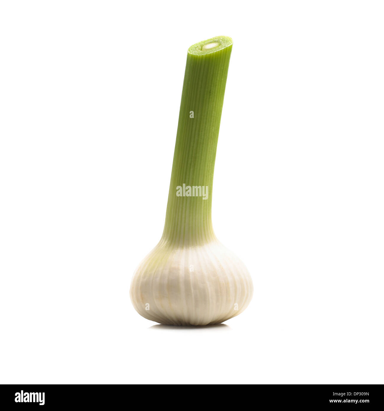 Garlic bulb Stock Photo