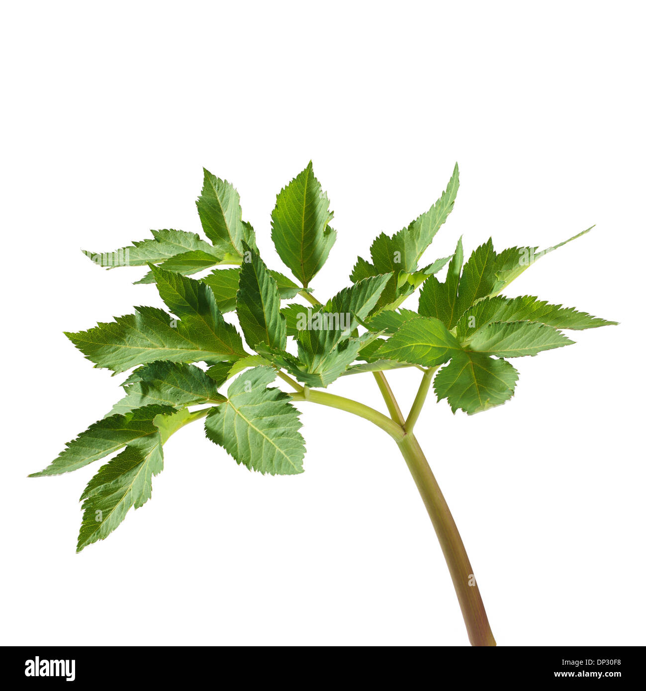 Angelica archangelica stem Stock Photo