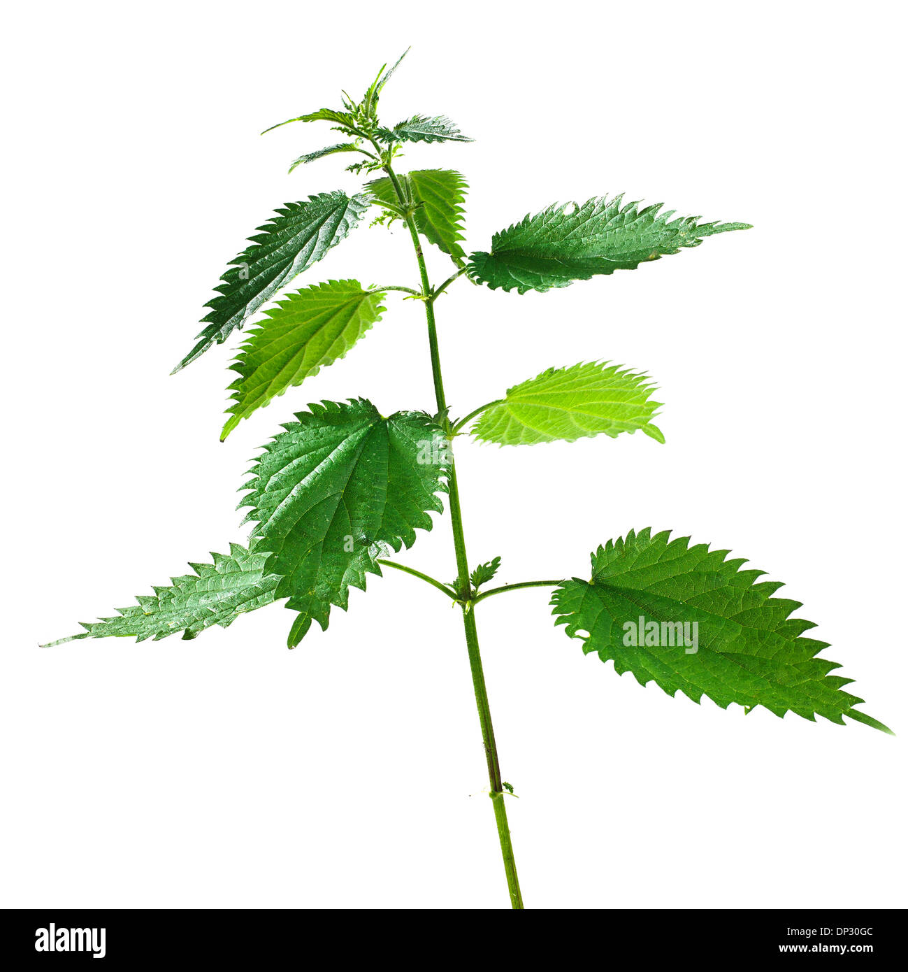 Stinging nettle Urtica dioica Stock Photo - Alamy