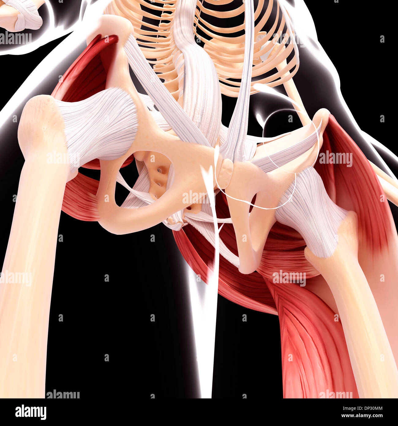 Human hip musculature, artwork Stock Photo