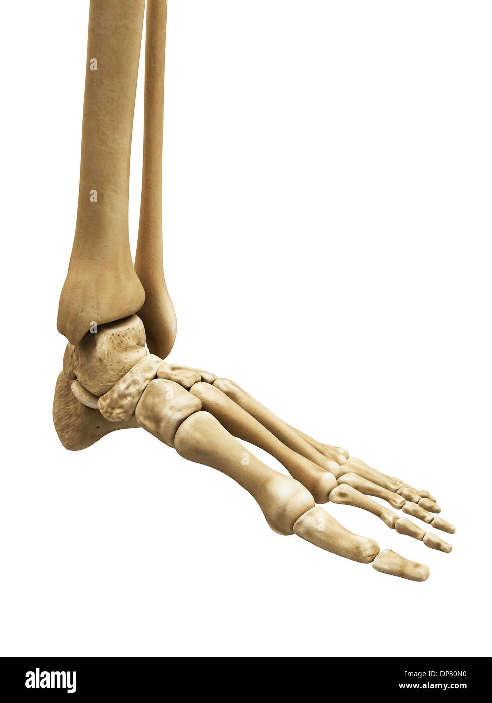 Foot bones, artwork Stock Photo - Alamy