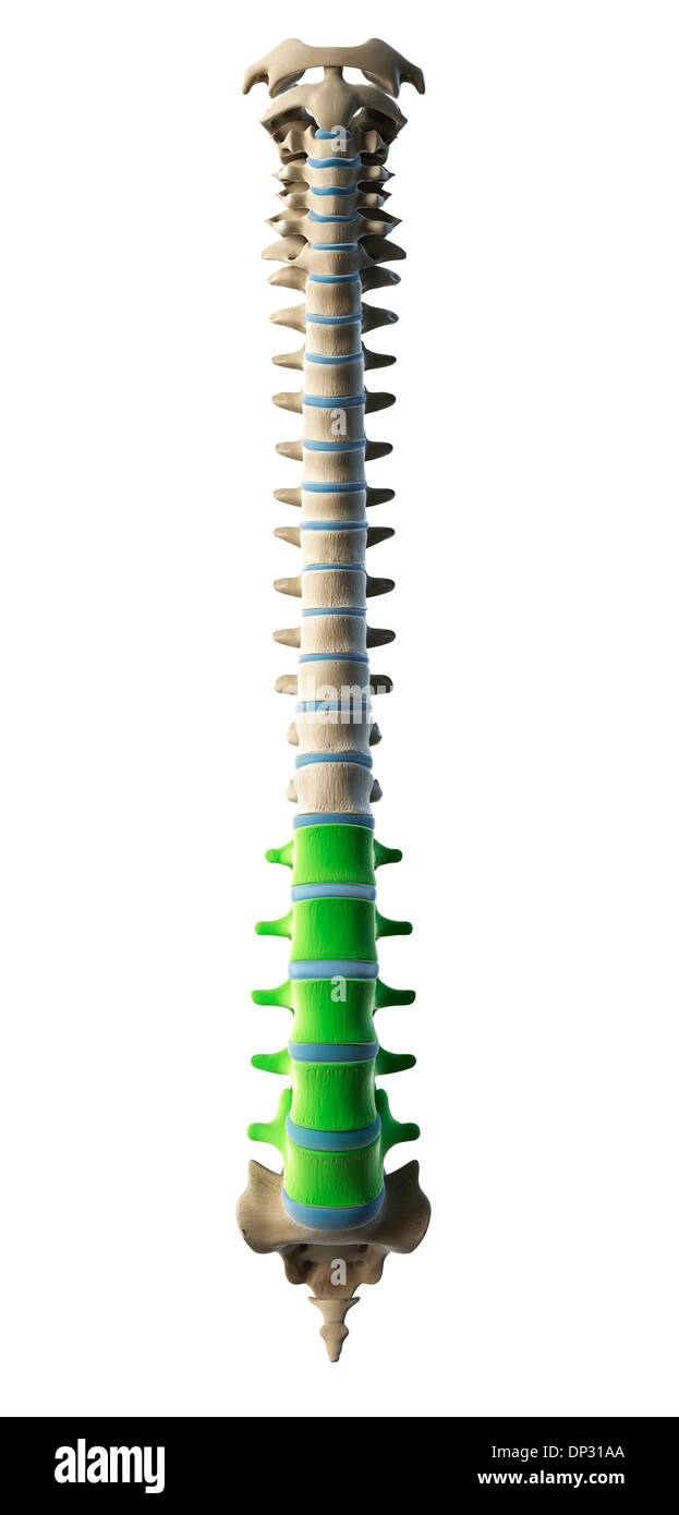 Lumbar spine, artwork Stock Photo