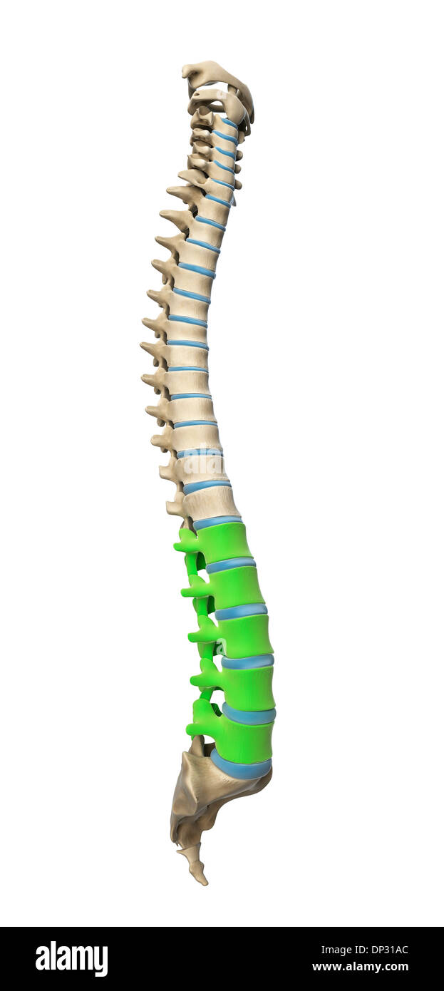 Lumbar spine, artwork Stock Photo