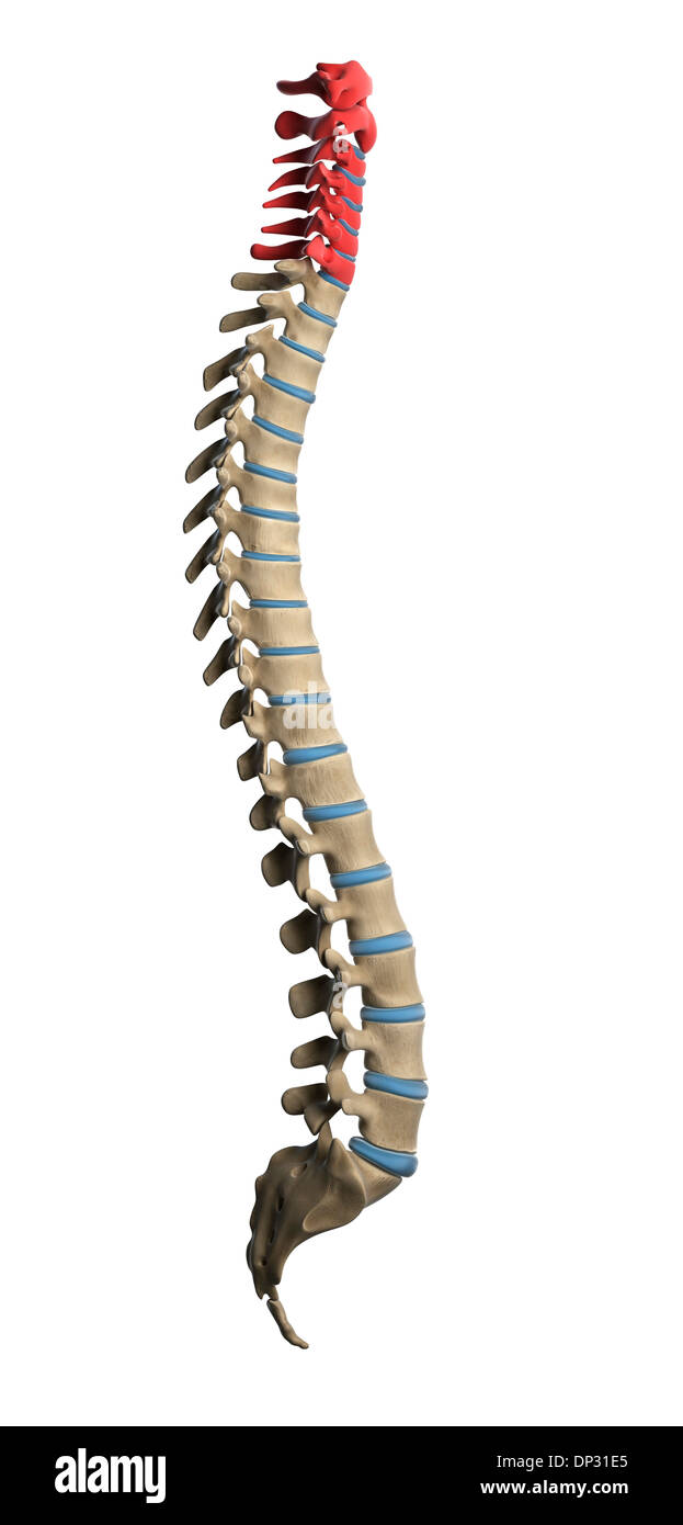 Cervical spine artwork hi-res stock photography and images - Alamy
