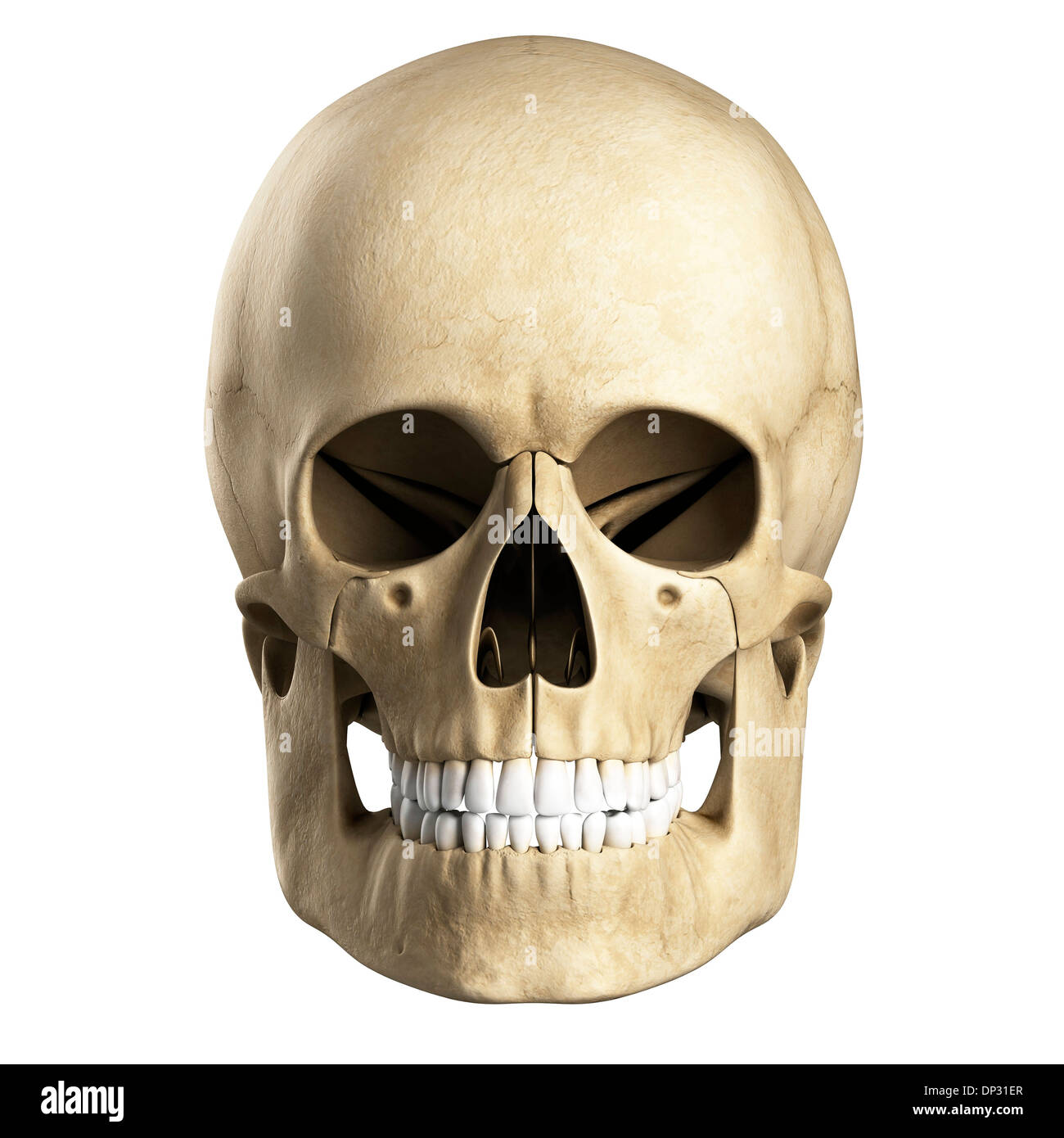 Human skull, artwork Stock Photo