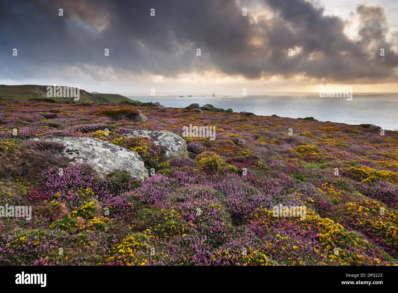 A profusion of wild heather and gorse growing on the Cornish clifftop at Land's End Stock Photo