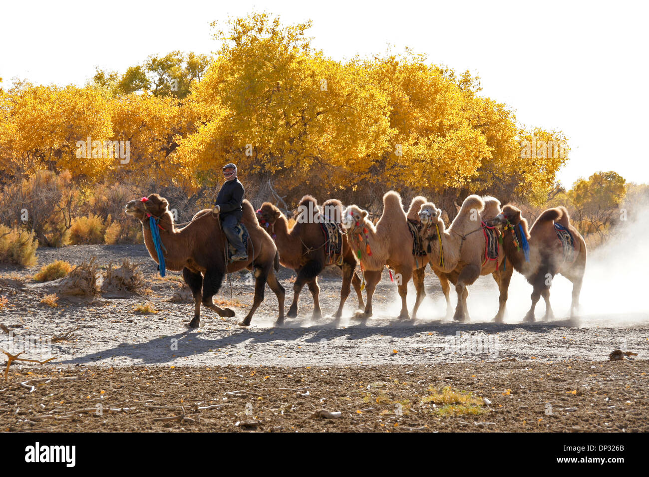 Bactrian camels and golden poplars, Ejina Qi, Inner Mongolia, China Stock Photo