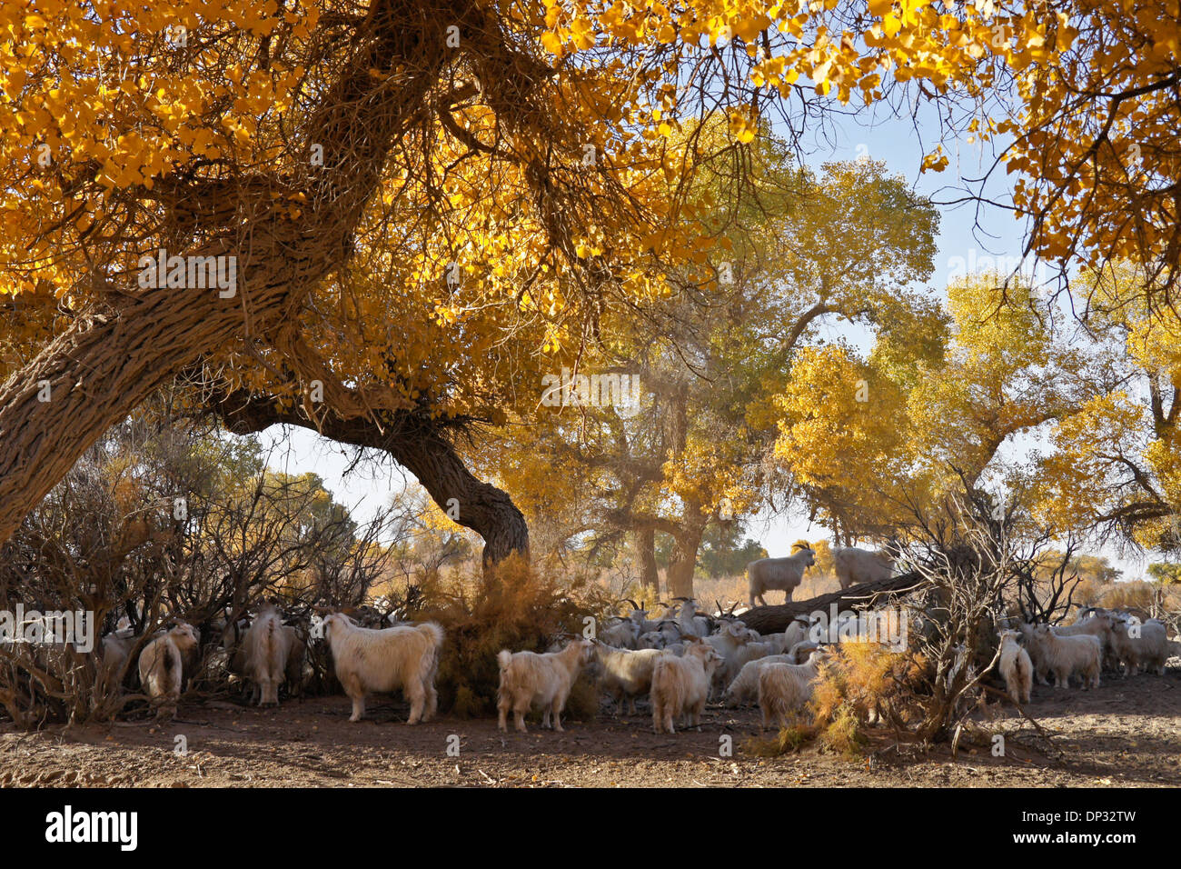 Goats under poplar trees, Ejina Qi, Inner Mongolia, China Stock Photo