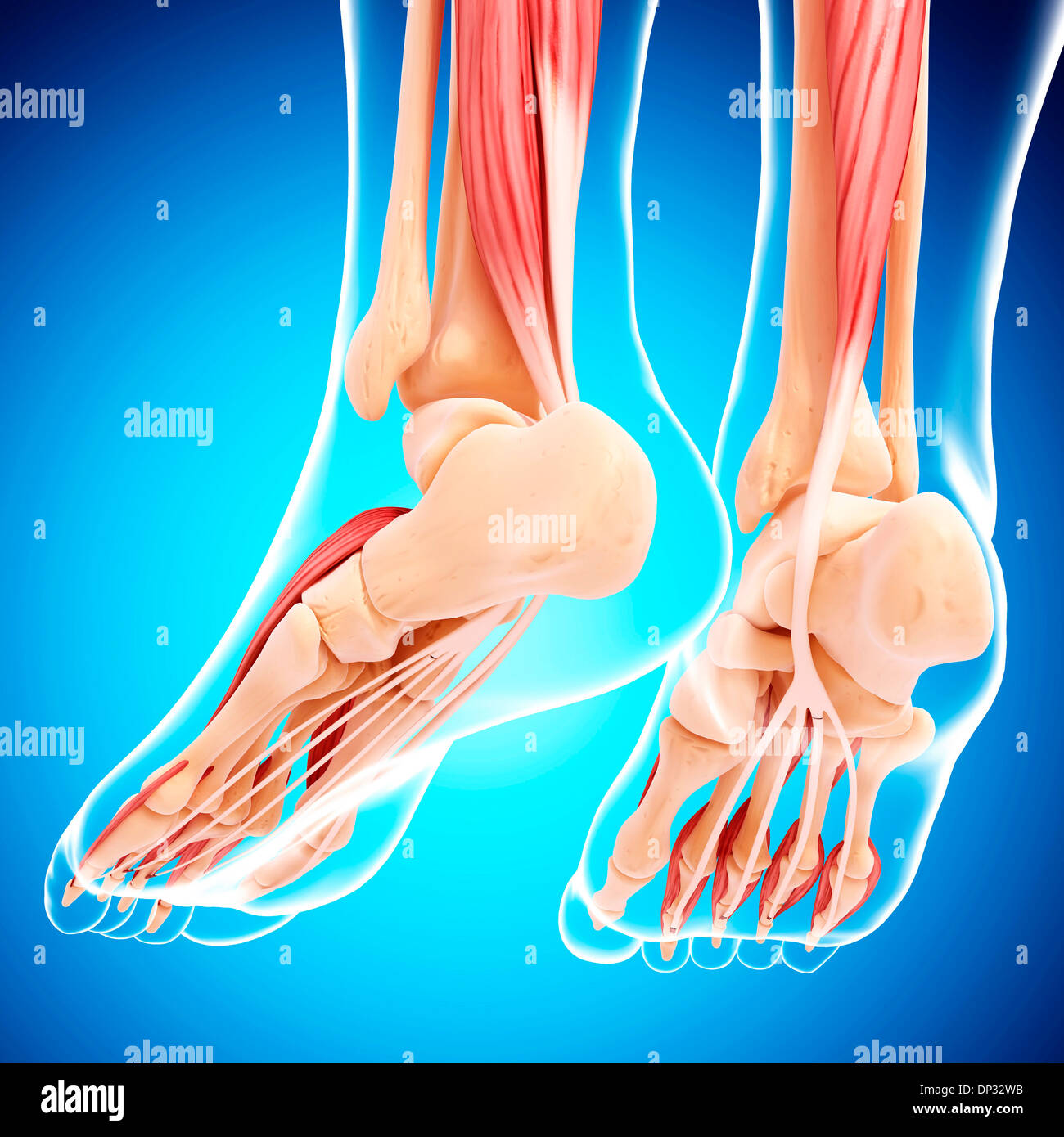 Muscle of the foot anterior view hi-res stock photography and images ...