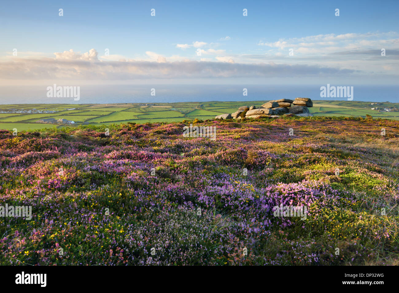 Summer heather growing on moorland at Rosewall Hill near to St Ives, Cornwall Stock Photo