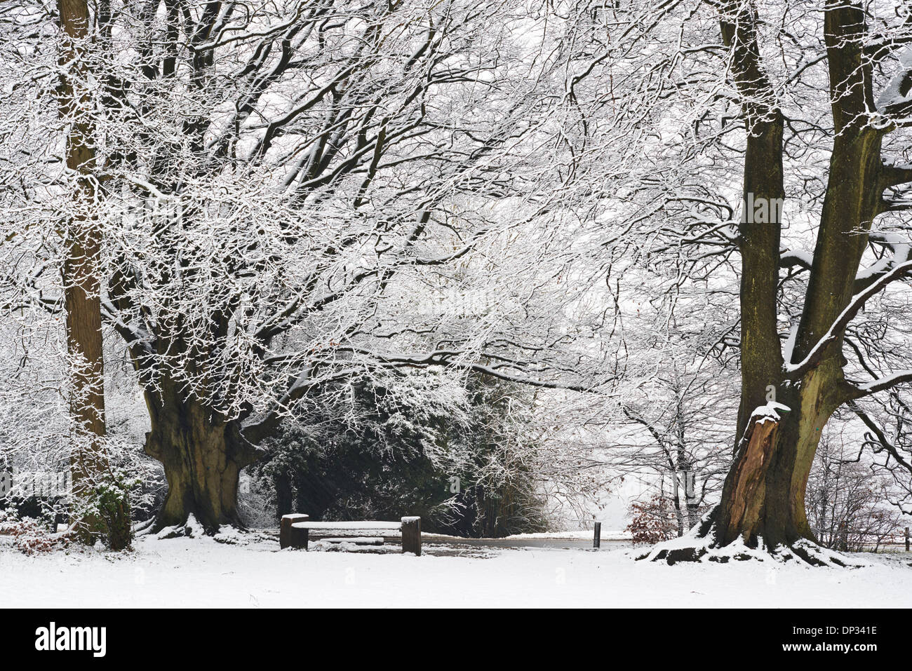 Wintry scene with snow covered beech trees at Box Hill in Surrey Stock Photo