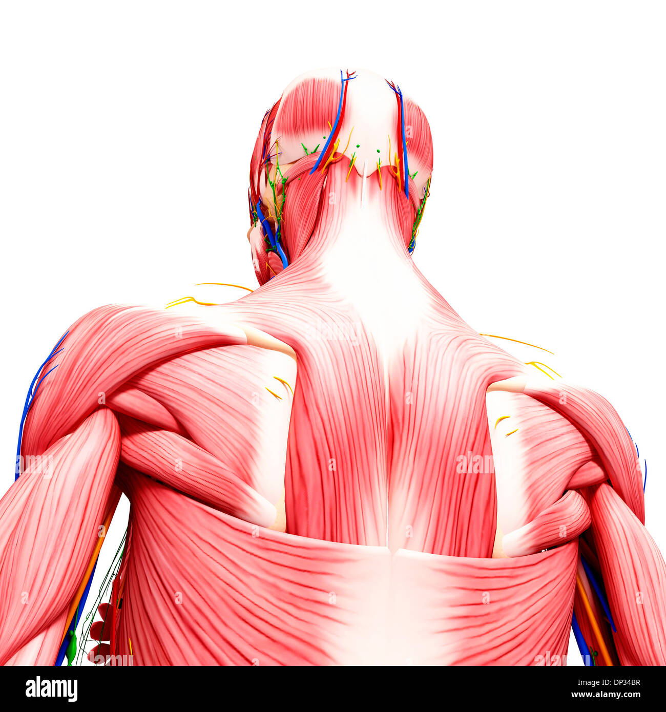 Human musculature, artwork Stock Photo - Alamy