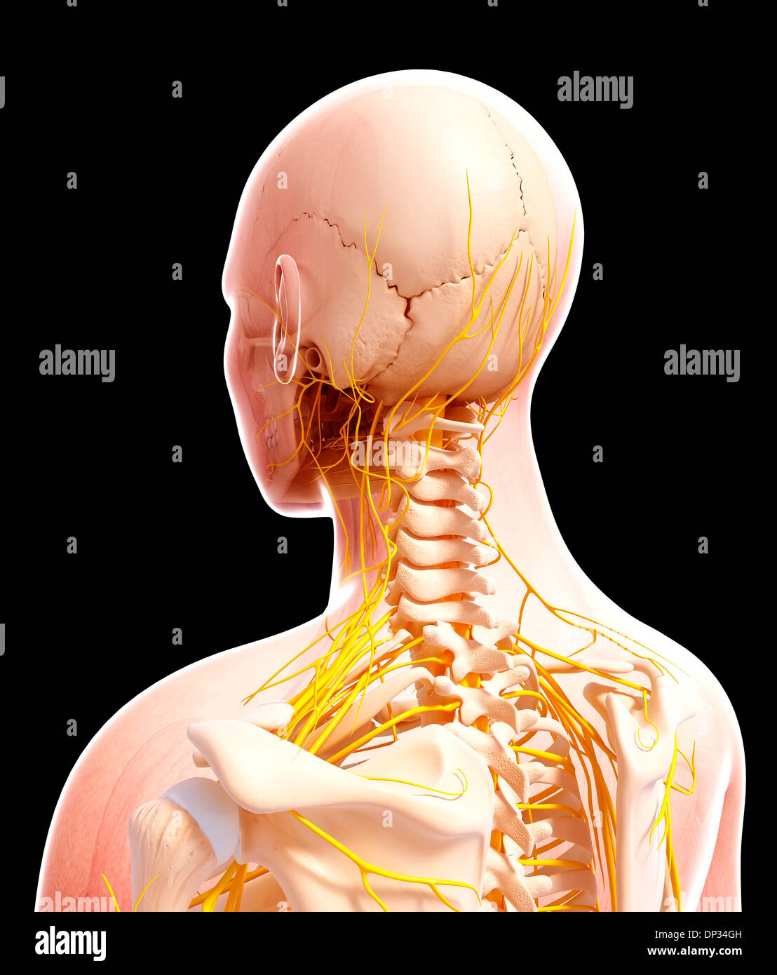 Rear view human spine scapula hi-res stock photography and images - Alamy