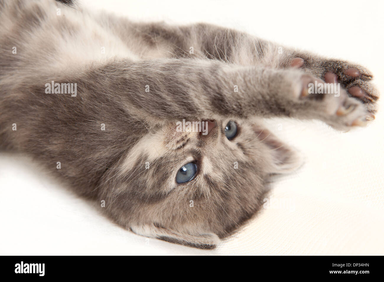 cat baby stretches his paws in the air Stock Photo Alamy