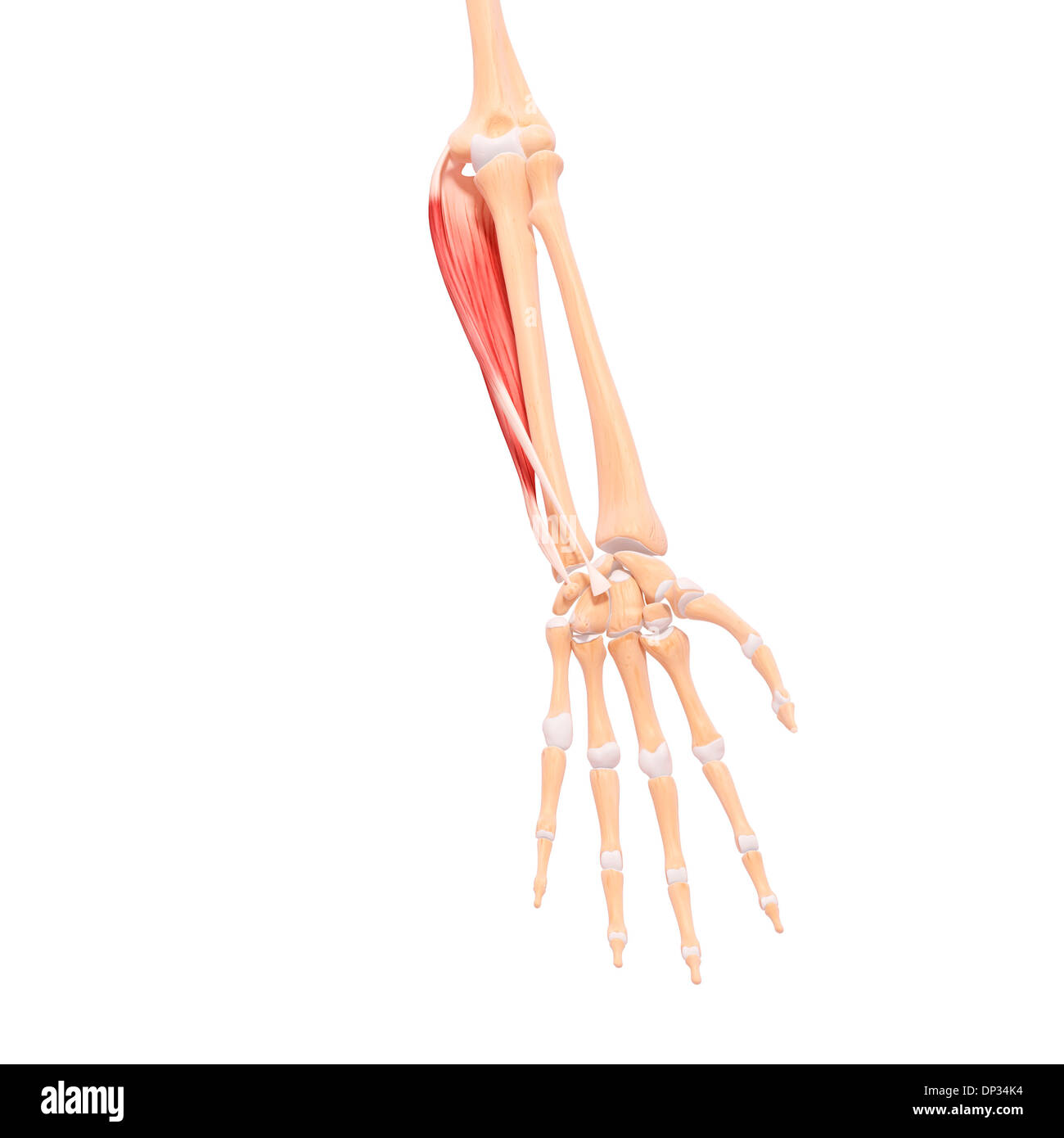 Human arm musculature, artwork Stock Photo - Alamy