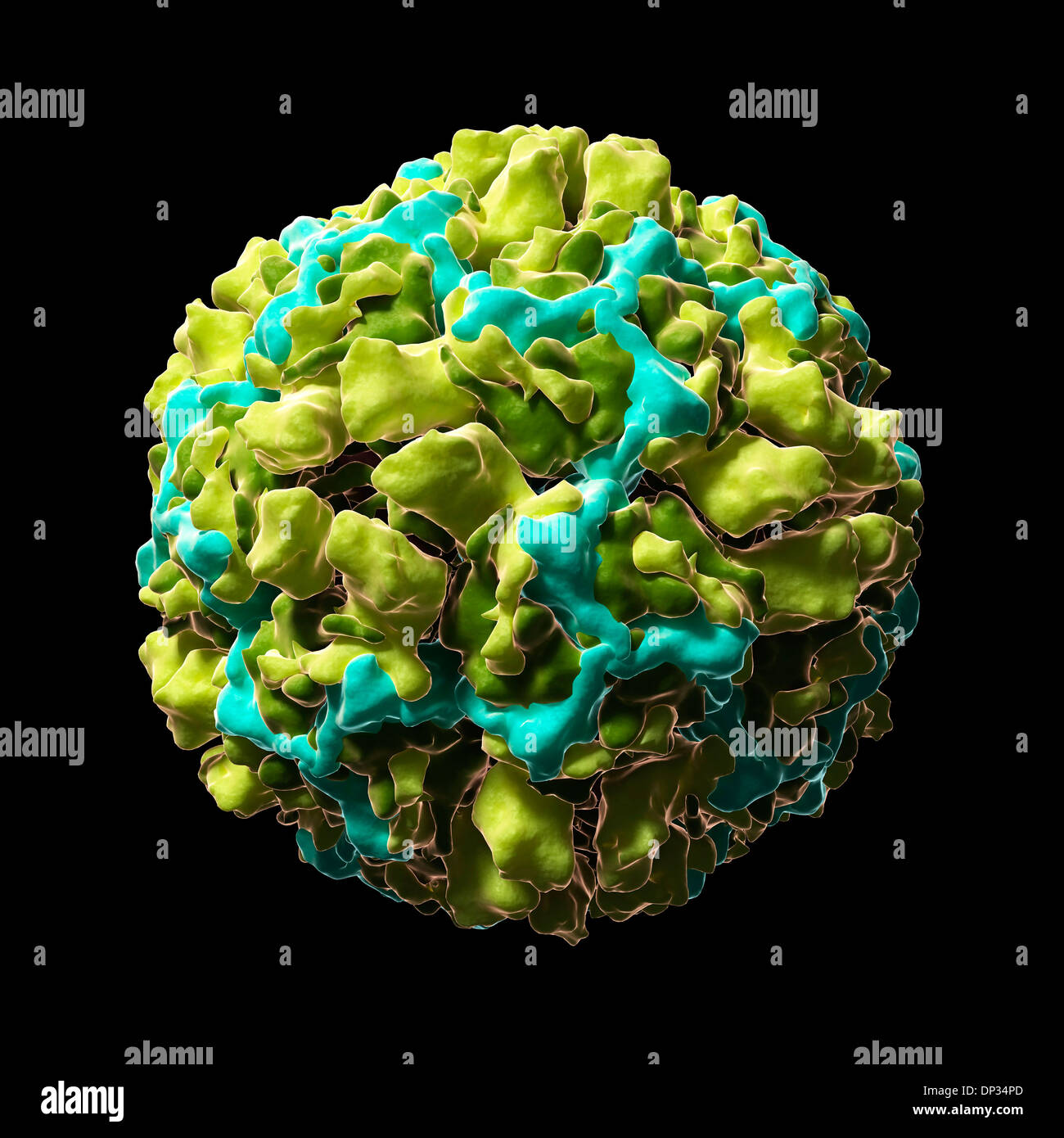 Human rhinovirus 16, artwork Stock Photo