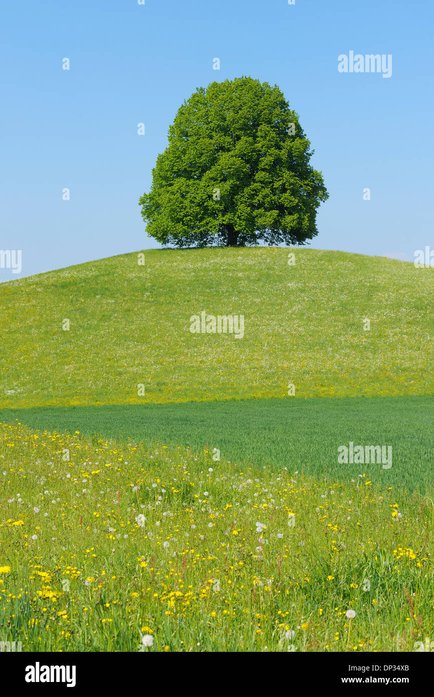Lime Tree on Hill in Meadow, Canton of Bern, Switzerland Stock Photo