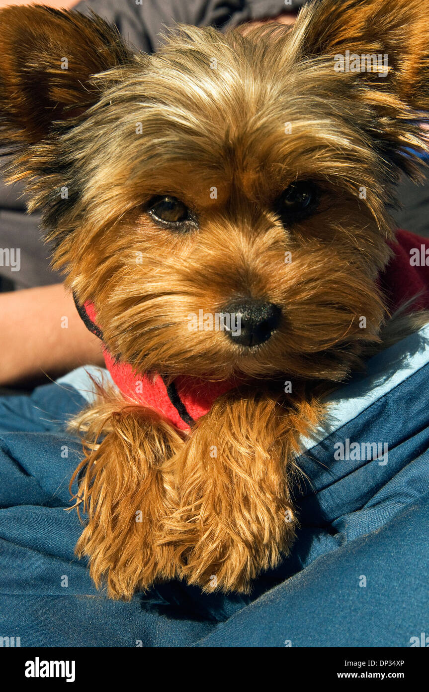 Yorkshire terrier toy hi-res stock photography and images - Alamy