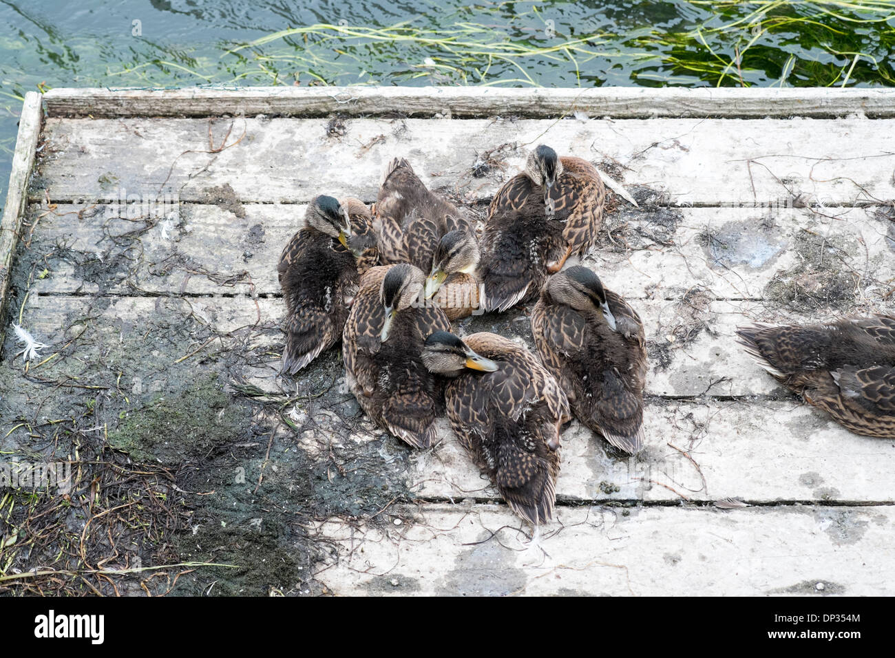 Ducklings huddled together sleeping on wooden platform next to river Stock Photo