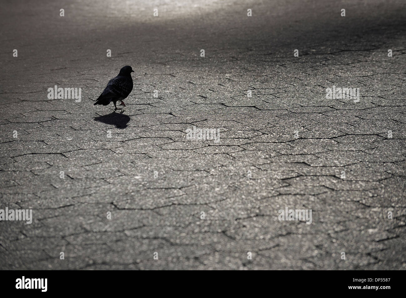 Silhouette of Pigeon on Cobblestones, Lower Manhattan, Manhattan, New York City, New York State, USA Stock Photo