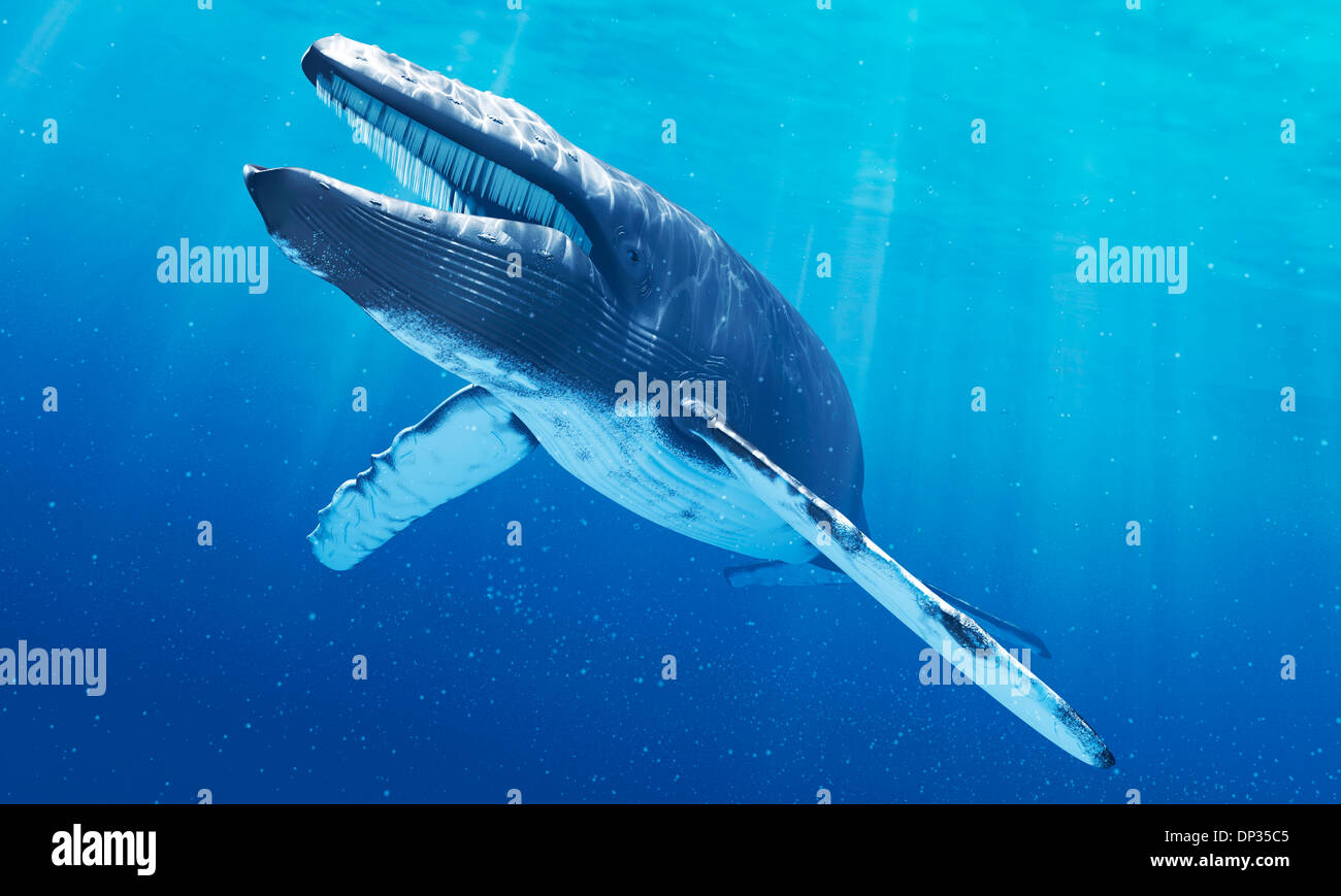 Blue whale, artwork Stock Photo