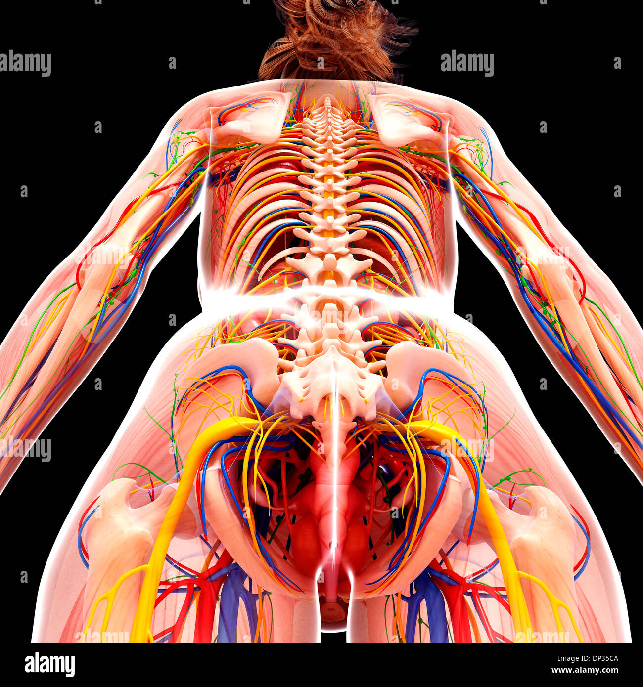 анатомия женщины видео. анатомия человека женского пола. анатомия женского тела спина. тело женщины анатомия. анатомия женщины видео.