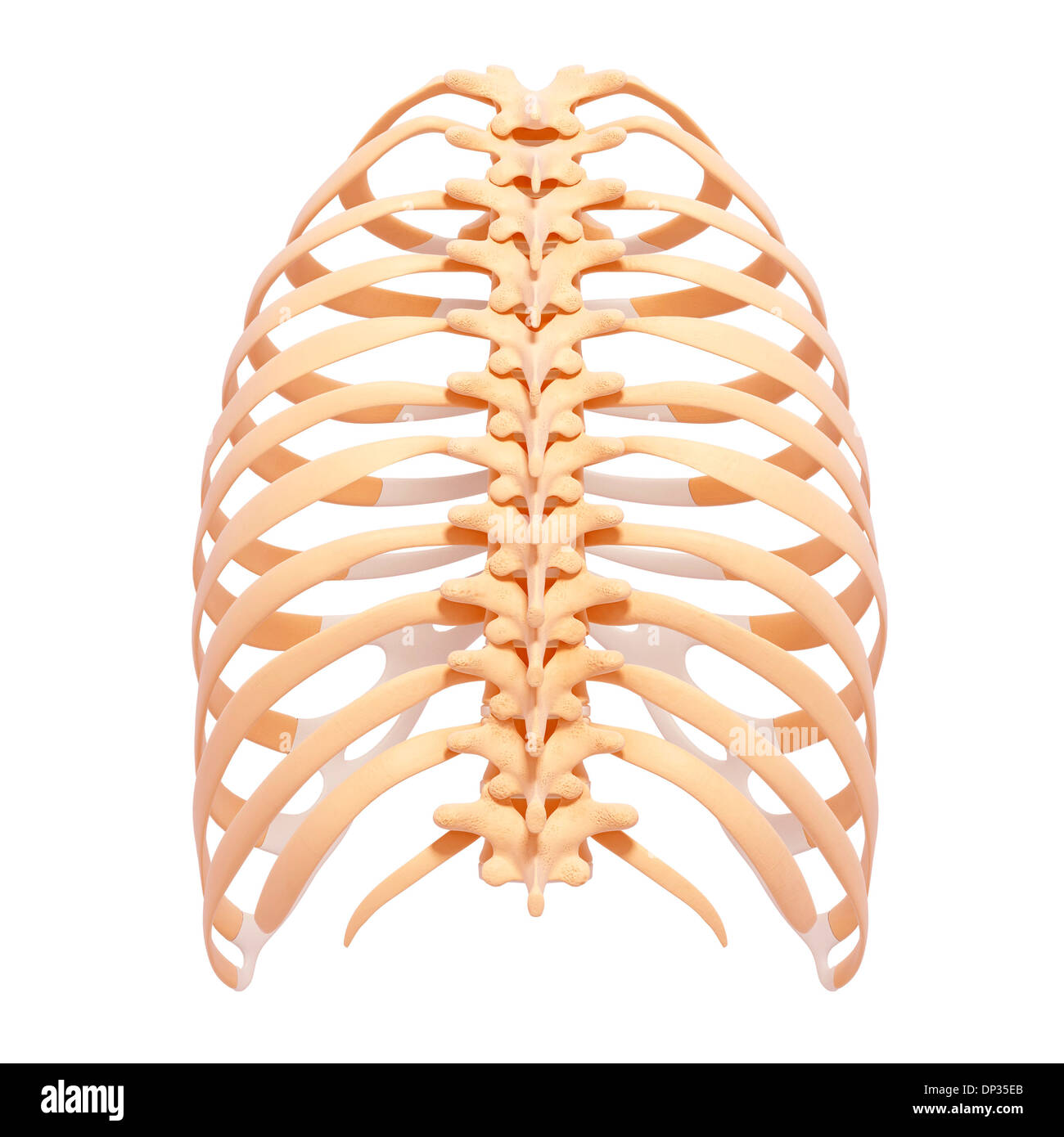 Human ribcage, artwork Stock Photo Alamy