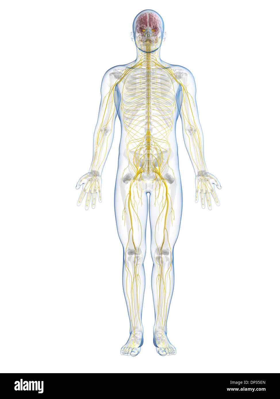 Full body view male nervous hi-res stock photography and images - Alamy