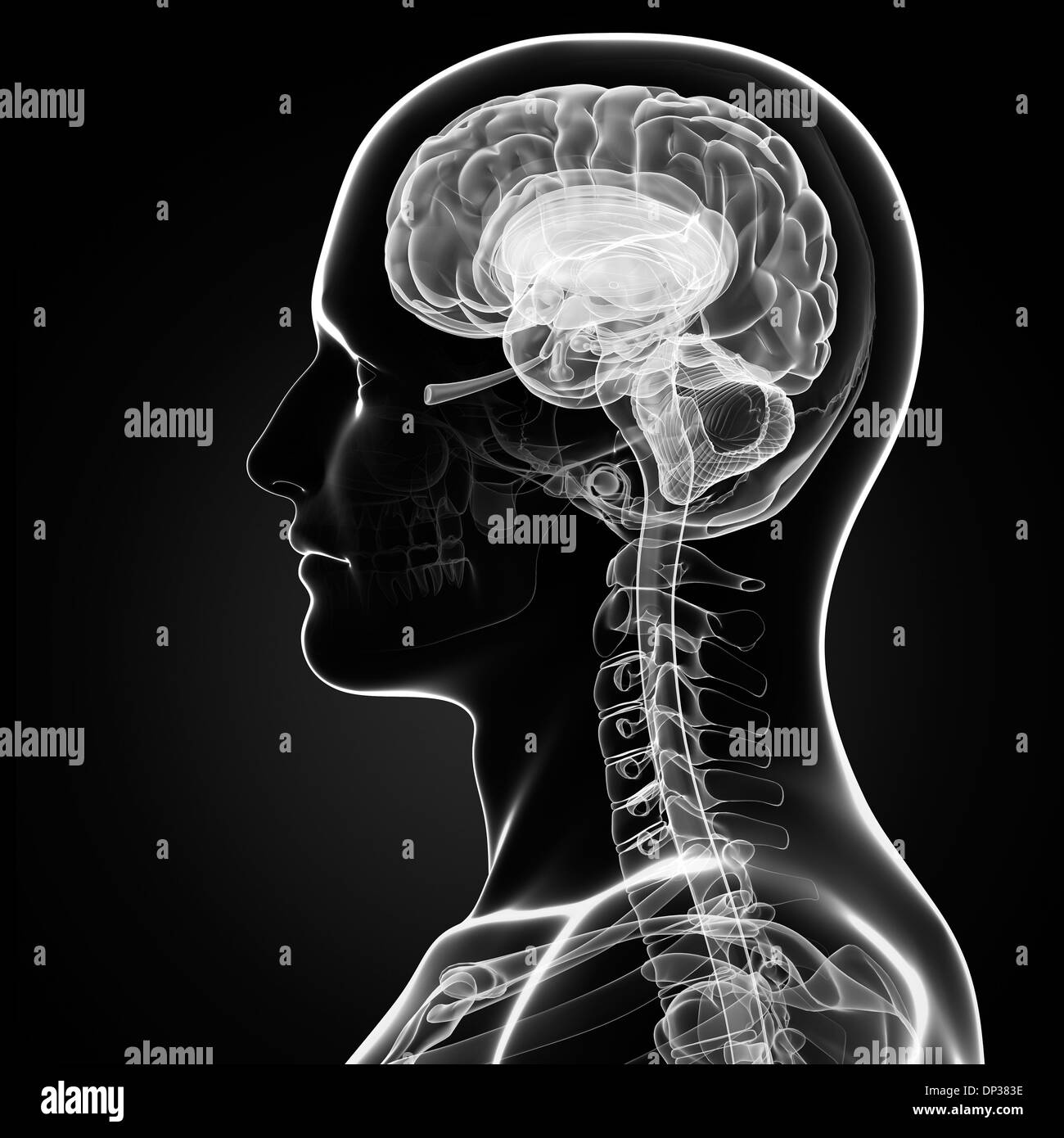 Brain black and white hi-res stock photography and images - Alamy
