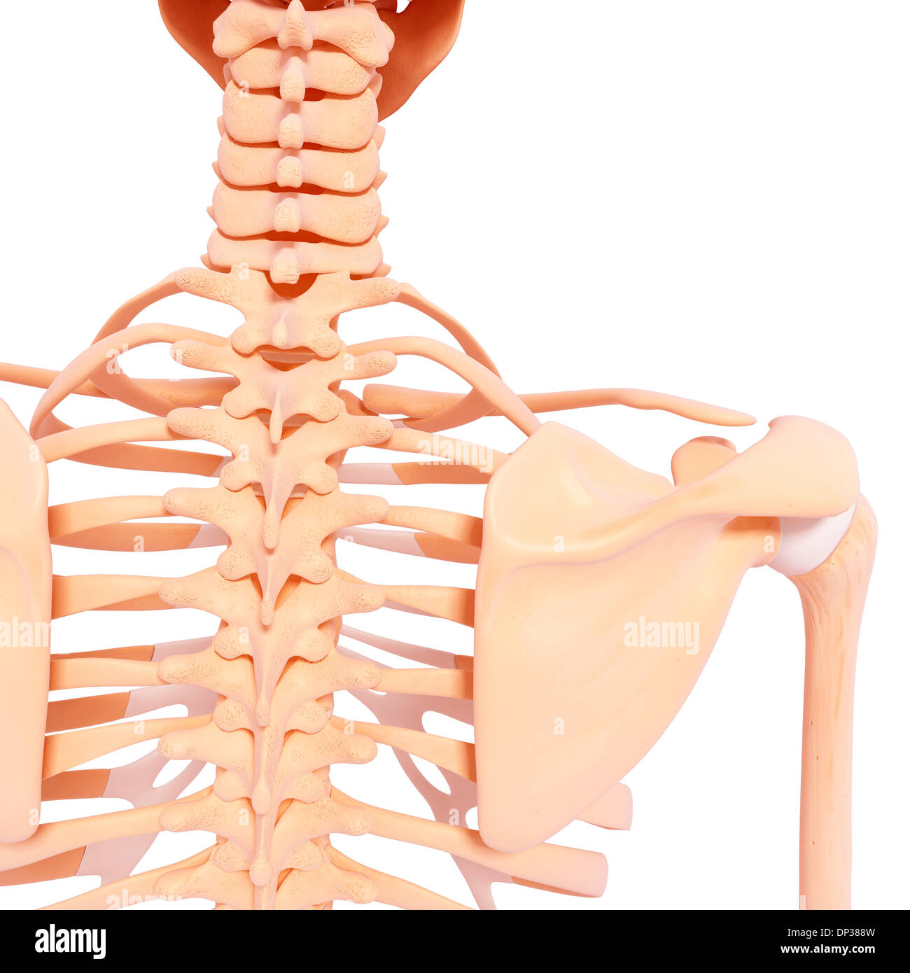 Human skeleton, artwork Stock Photo - Alamy