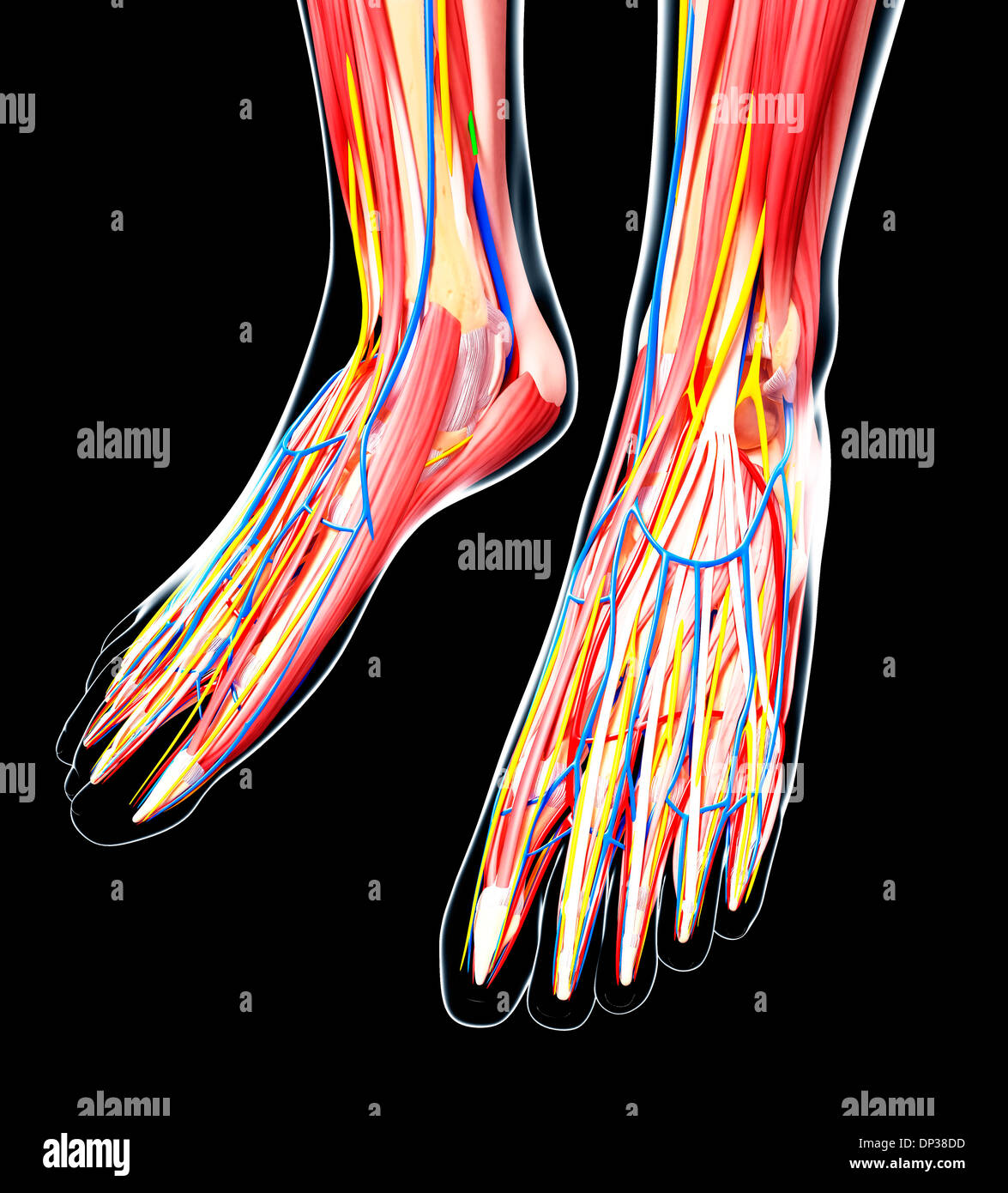 Human foot anatomy, artwork Stock Photo