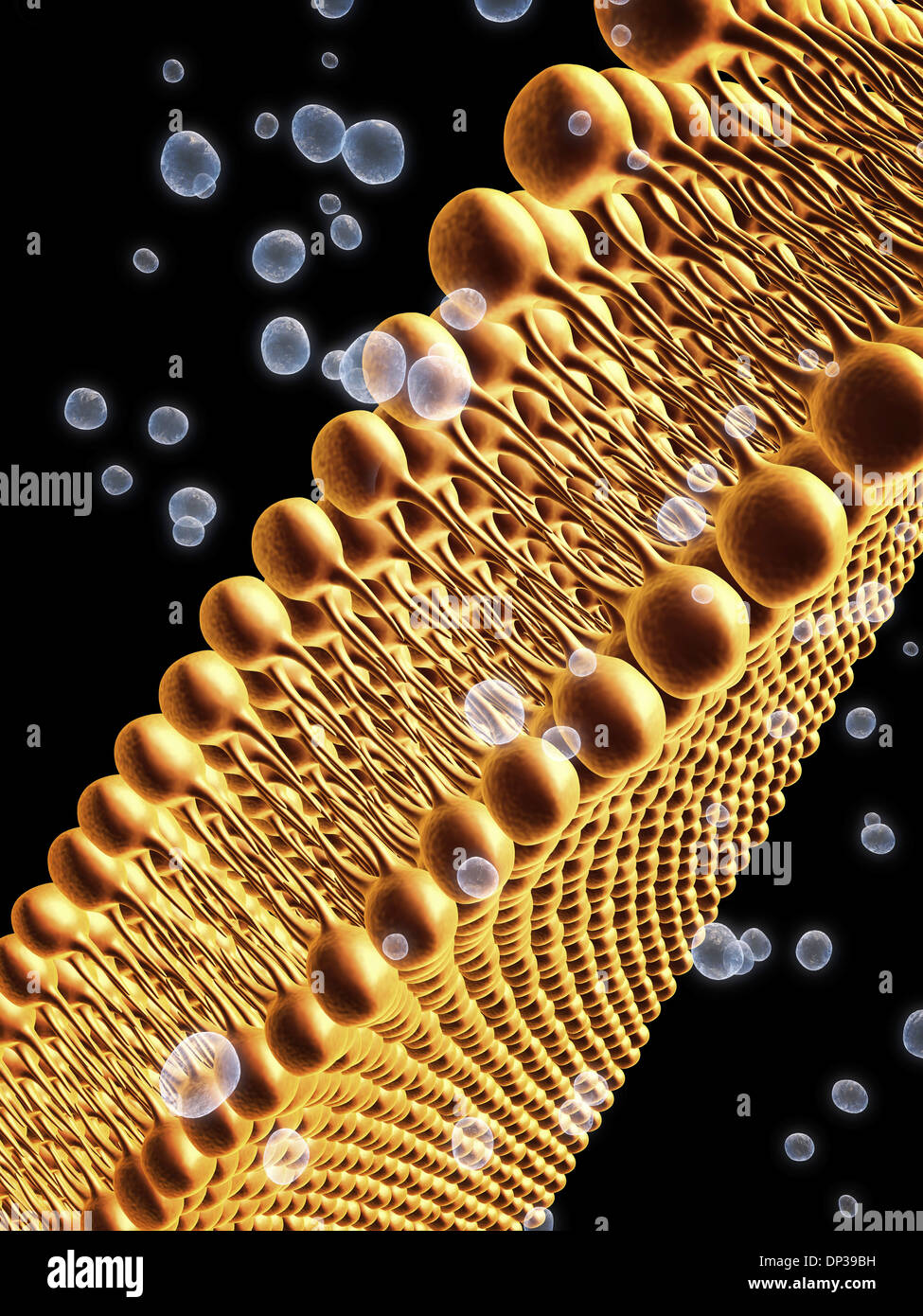 Cell membrane lipid bilayer, artwork Stock Photo