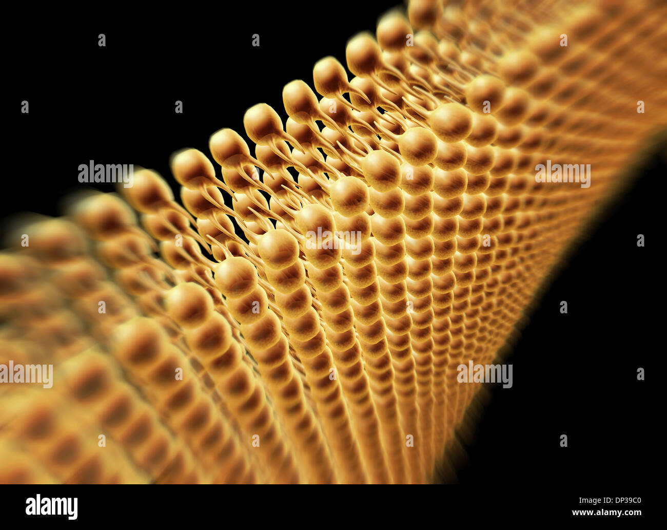 Cell membrane lipid bilayer, artwork Stock Photo