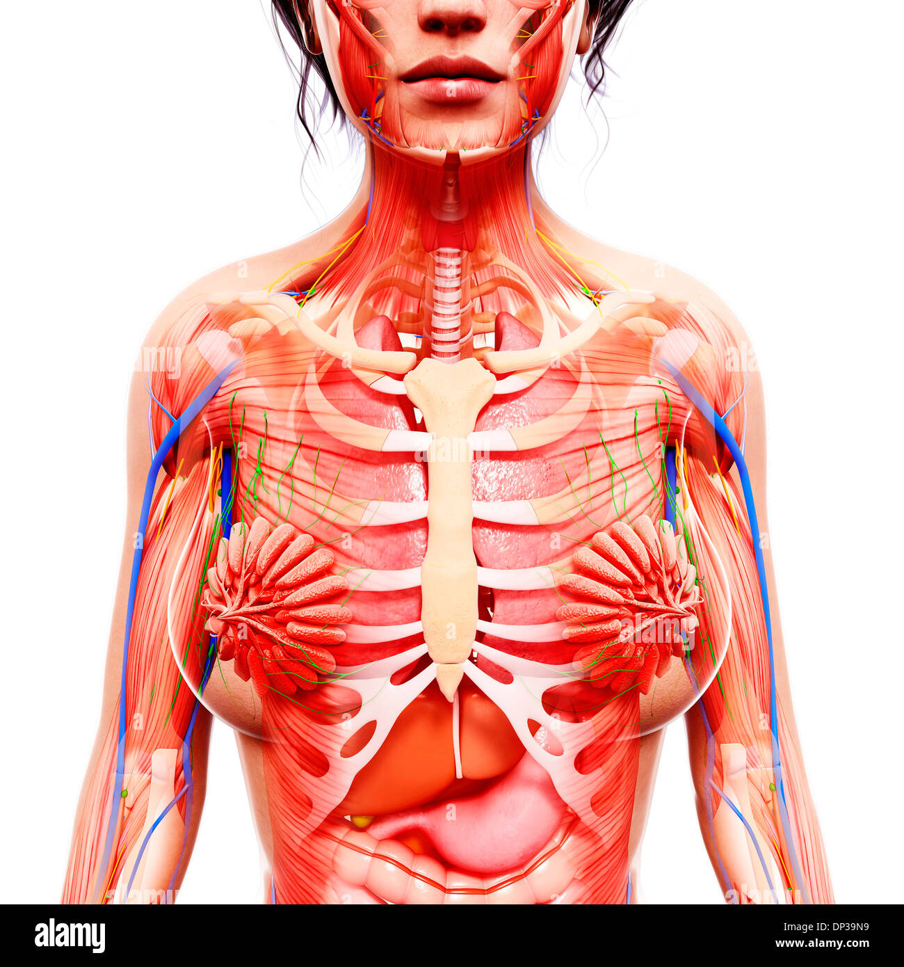 2,809 Female Chest Anatomy Stock Photos, High-Res Pictures, and Images -  Getty Images