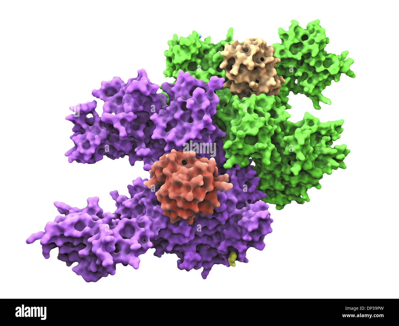 Ubiquitin activating enzyme protein E1 Stock Photo