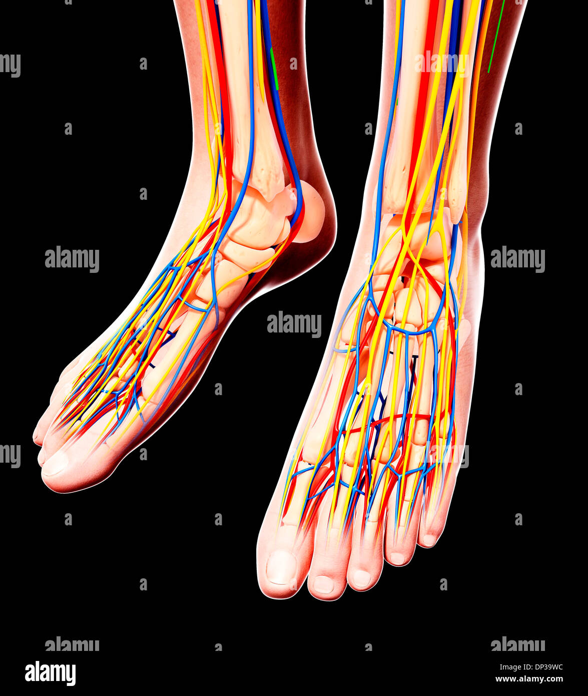 Human foot anatomy, artwork Stock Photo Alamy