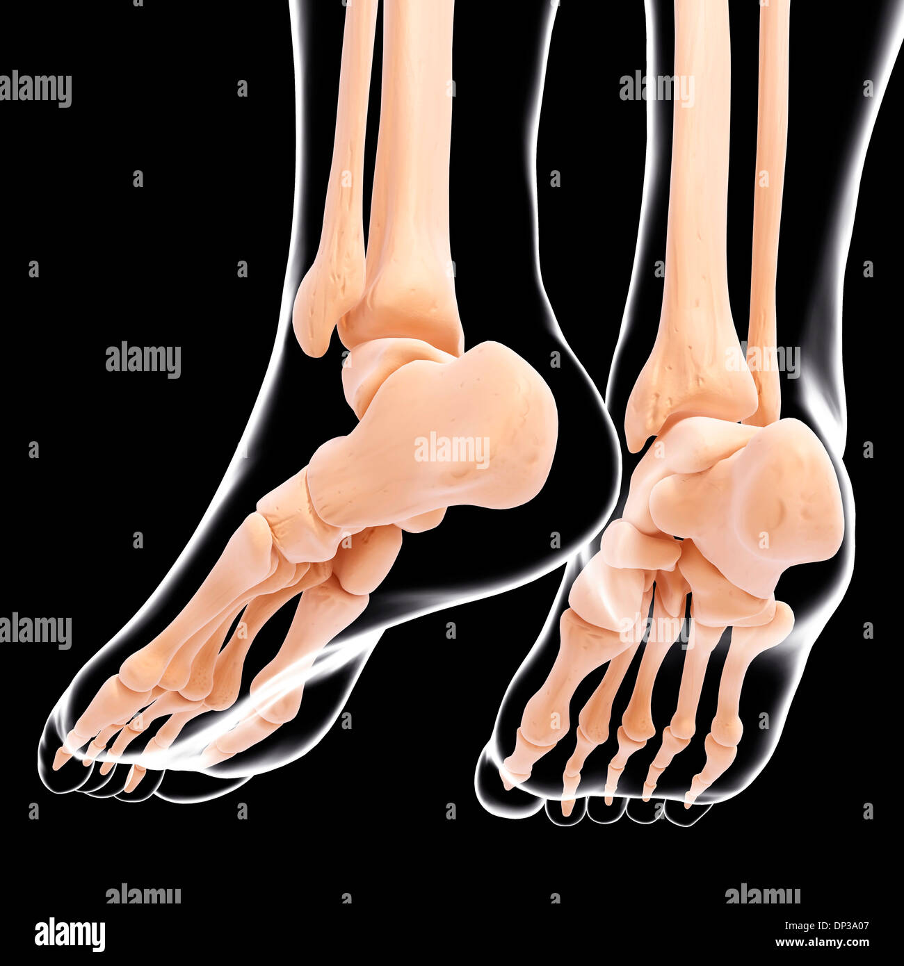 Human foot bones, artwork Stock Photo Alamy