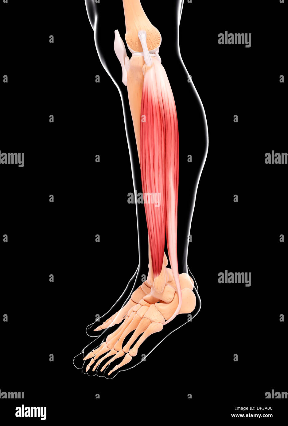 Human leg musculature, artwork Stock Photo